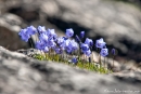 Flora Grönlands