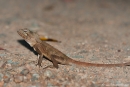 Boyd`s Winkelkopfagame (Hypsilurus boydii), Boyd`s Forest Dragon