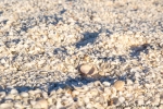 Muschel- statt Sandstrand