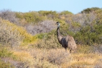 Emu (Dromaiidae, Dromaius)