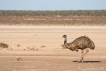 Auch Emus gibt es im Francois Peron NP