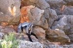 Schwarzfuß-Felsenkänguru, black footed rock-wallaby