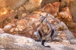 Schwarzfuß-Felsenkänguru, black footed rock-wallaby