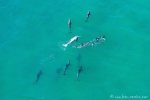 Eine Gruppe von Delfinen jagt zusammen