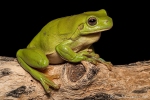 Grüner Baumfrosch (Litoriacaerulea), Green tree frog