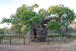 Bekannteste Attraktion von Derby ist der Gefängnisbaum - ein Baobab, in dessen ausgehöhltem Bauch früher Sträflinge eingesperrt wurden