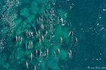 Eine große Delfinschule jagt vor der Küste