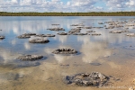 Stromatolithen am Lake Thetis