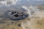 Stromatolithen am Lake Thetis