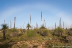 Nebelbogen über den Grasbäumen des Wanagarren Nature Reserve