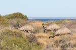 Emus haben eine perfekte Tarnung und sehen aus wie Büsche