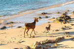 Wilde Ziegen beim Strandspaziergang