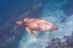 Schwimmen mit Meeresschildkröten ist ein faszinierendes Erlebnis