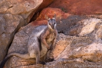 Schwarzfuß-Felsenkänguru, black footed rock-wallaby