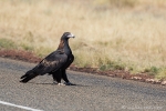 Australischer Keilschwanz-Adler (Aquila audax)