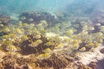 Bunte Unterwasserwelt des Ningaloo Reef
