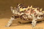 Dornteufel (Moloch horridus)