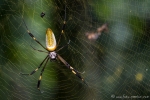 Goldene Seidenspinne (Nephila clavipes), Golden Orb-web Spider