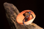 Erdbeerfrosch (Oophaga pumilio), Blue Jeans Dart Frog
