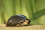 Sumpfschildkröte (Kinosternon leucostomum), Mud Turtle