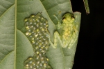 Glasfrosch-Männchen (Hyalinobatrachium valerioi), Reticulated Glass Frog mit seiner Brut.
