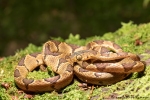 Riesennatter (Imantodes cenchoa), Common Blunt-headed Snake
