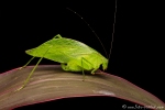 Blattschrecke (Cycloptera speculata), Leaf-mimicking Katydid