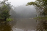 Mystische Regenwaldstimmung