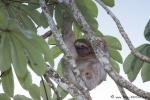 Braunkehl-Faultier (Bradypus variegatus), Brown-throated Three-toad Sloth