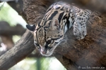Ozelot (Felis Leopardus pardalis), Ocelot