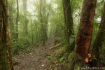 Im Hochlandregenwald von Monteverde