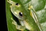 Fleischmanns Glasfrosch (Hyalinobatrachium fleischmanni), Fleischmann's Yellow-flecked Glassfrog
