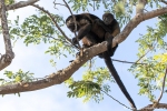 Schwarzer Brüllaffe (Alouatta caraya), Black Howler Monkey