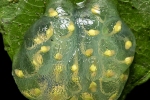 Eier des Glasfroschs (Teratohyla pulverata), Lime-colored Glass Frog