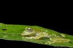 Glasfrosch (Teratohyla pulverata) mit Eiern im Bauch, Lime-colored Glass Frog