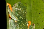 Tigerlaubfrosch (Cruziohyla calcarifer), Barred Leaf Frog