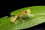 Glasfrosch (Hyalinobatrachium valerioi), Reticulated Glass Frog