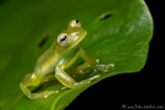 Glasfrosch (Sachatamia ilex), Lemon Glass Frog