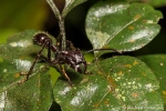 24-Stunden-Ameise (Paraponera clavata), Bullet ant
