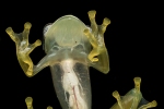 Glasfrosch (Teratohyla pulverata), Lime-colored Glass Frog