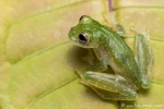 Glasfrosch (Teratohyla pulverata), Lime-colored Glass Frog