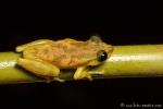 Baumfrosch (dendropsophus ebraccatus), Hourglass Tree Frog