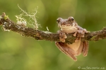(Craugastor megacephalus), Broad-headed Rain Frog