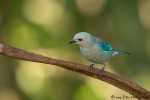 Prälattangar (Thraupis sayaca), Sayaca Tanager