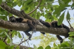 Schwarze Brüllaffen (Alouatta caraya), Black Howler Monkey