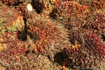 Aus diesen Palmenfrüchten wird das begehrte - weil billige - Palmöl gewonnen