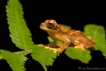 Baumfrosch (dendropsophus ebraccatus), Harlequin Treefrog