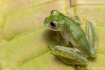 Glasfrosch (Teratohyla pulverata), Lime-colored Glass Frog