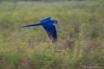 Hyazinth-Ara (anodorhynchus, hyacinthus), Hyacinthine macaws,