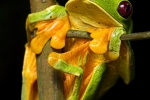 Agalychnis spurelli (Orange-sided Gliding Leaf Frog)